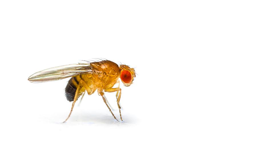 Una foto de una mosca de la fruta